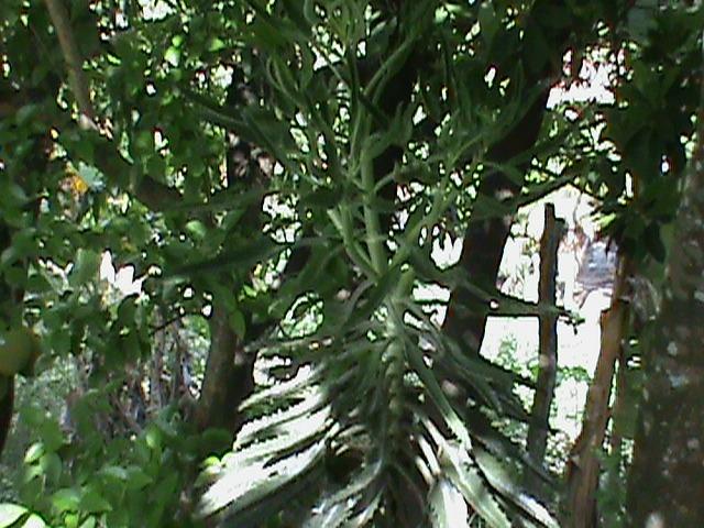 Sítio com 24x35 = 840m2, Vendo ou Troco , Em Tejucupapo, Goiana-PE - Foto 12