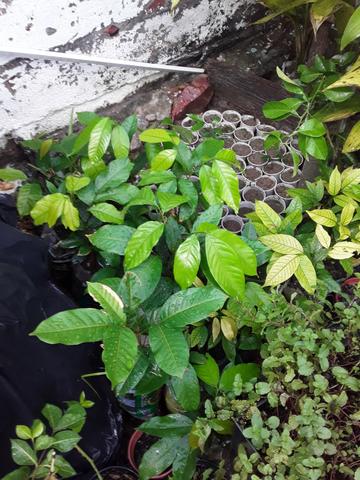 Mudas de plantas - Foto 2