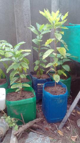 Mudas de cafe gourmet 100% arabica e robustas - Foto 2