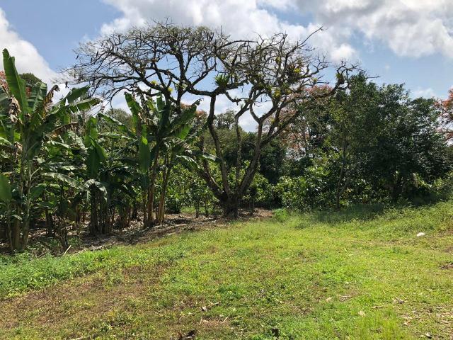 Vendo fazenda em Gandu BA - Foto 3
