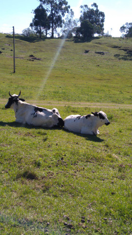 Vaca 2 cria cm uma linda novilha barbada