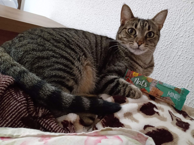 Gata para adoção - Foto 3