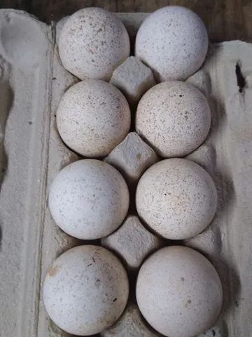 Vende-se galos ovos de perua galados. 