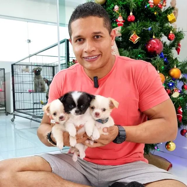 Chihuahua disponíveis Canil, Gatil, Hotel e Banho E Tosa tudo em um só lugar.