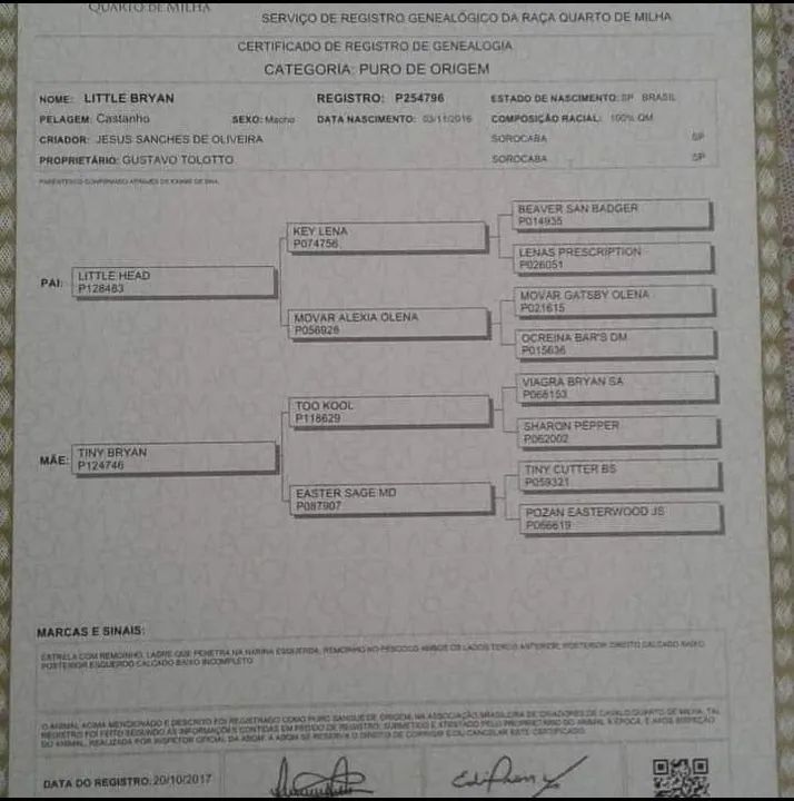 Cavalo Quarto de Milha PO - Foto 3