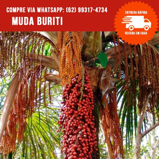 Muda de Buriti