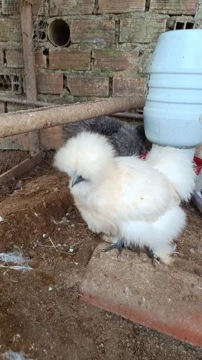 Pintinhos de Sedosa - Foto 2