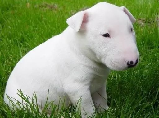 Bull terrier filhotes disponiveis  - Foto 5
