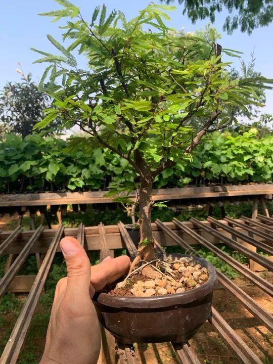 Bonsai - Pré Bonsai  - Foto 5