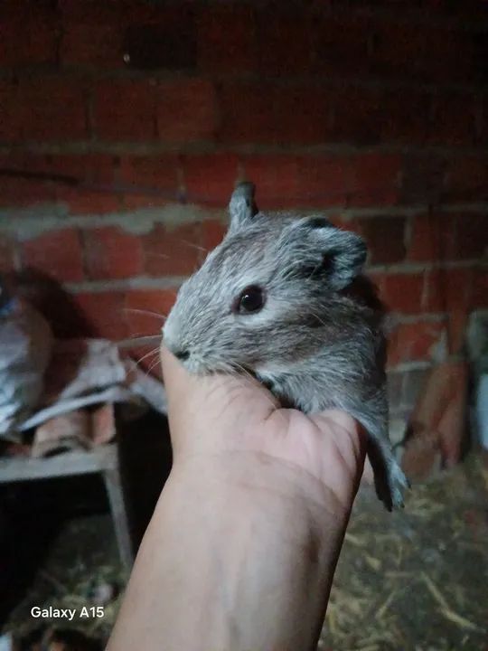 Venda, promoção de natal  - Foto 5