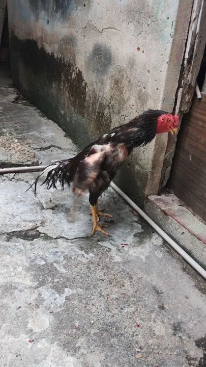 Galos - Adulto 300 cada - Foto 3