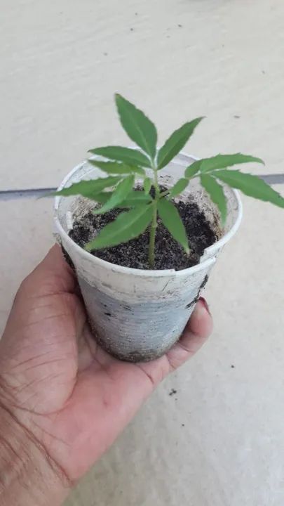 Sementes de Cajarana para caqueiro ou jardim  - Foto 4