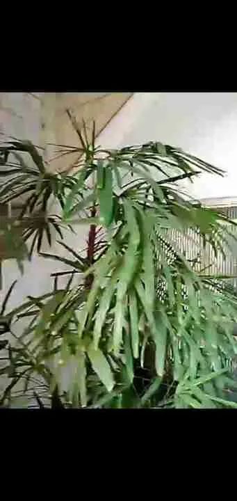 Ráfia gigante + ou - 3 metros - Foto 3