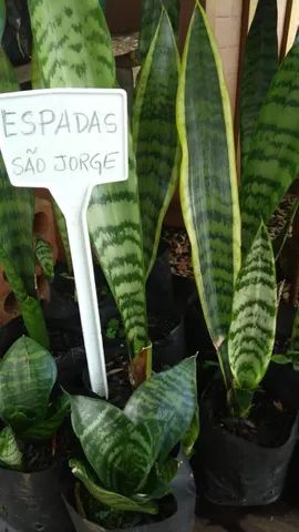MUDAS DE ESPADAS SÃO JORGE 