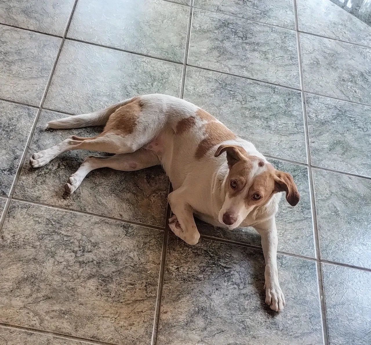 Cachorro fêmea SRD para adoção - Foto 2