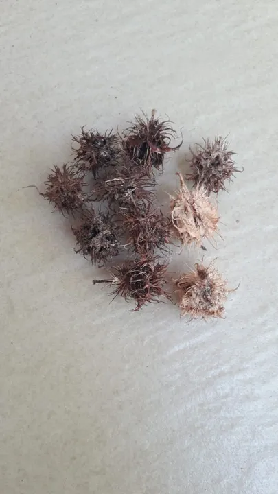 Sementes de Cajarana para caqueiro ou jardim