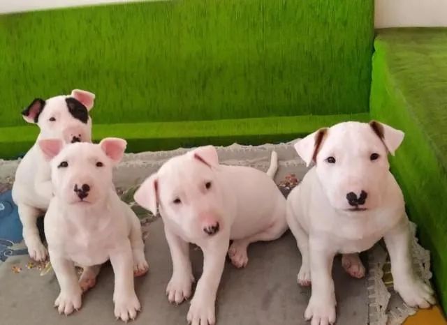 Bull terrier filhotes disponiveis  - Foto 4