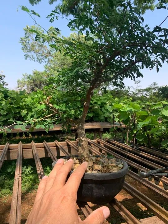 Bonsai - Pré Bonsai  - Foto 3