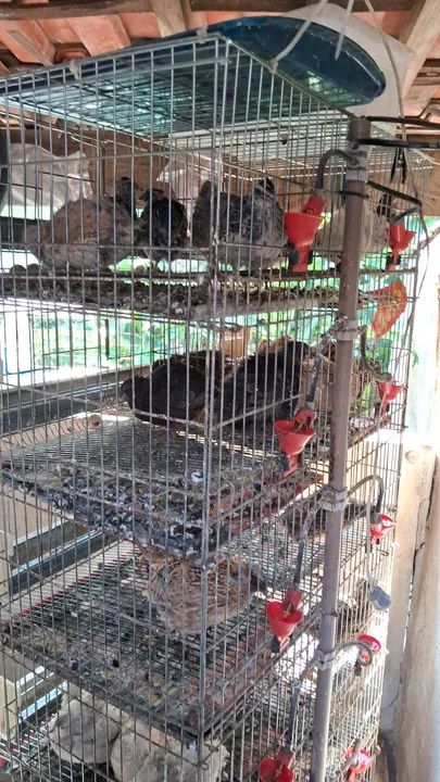 Incubadora de ovos Eclo para 96 ovos - Foto 4