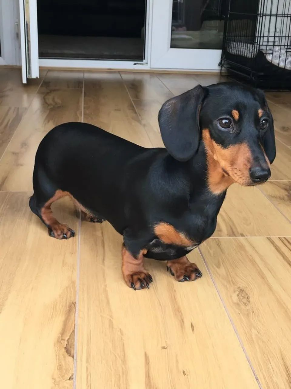 Mini Dachshund Dash Dog Price Olx Dachshund Dachshund O Mais
