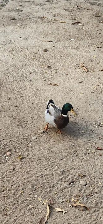 MARRECO ROUEN - Foto 3