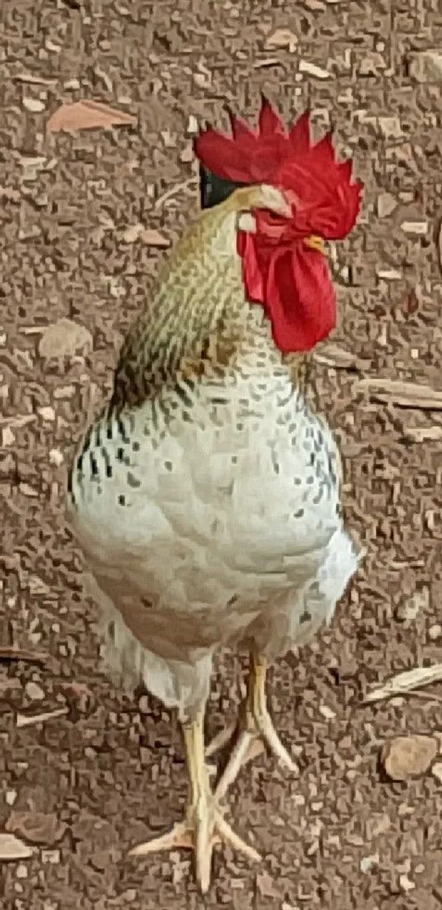 Frangas/Galinhas Poedeiras ( Embrapa 051/ PCG/GLC/ BKB/LABEL ROUGE ) - Foto 4