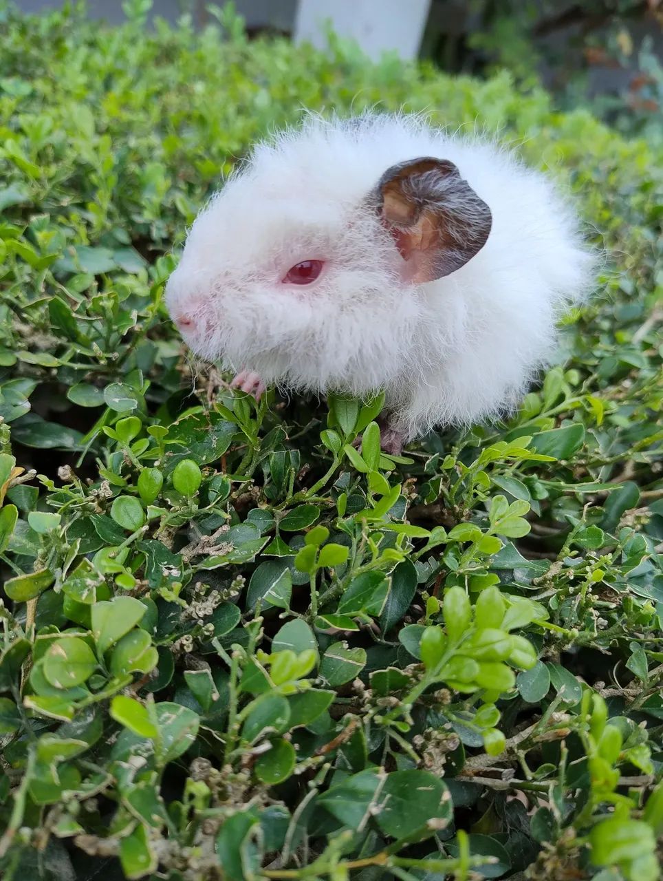 Porquinho da índia disponível 
