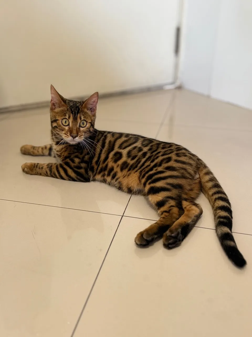 Filhote bengal
