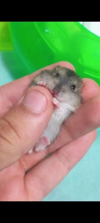 Filhote de hamster anão  - Foto 2