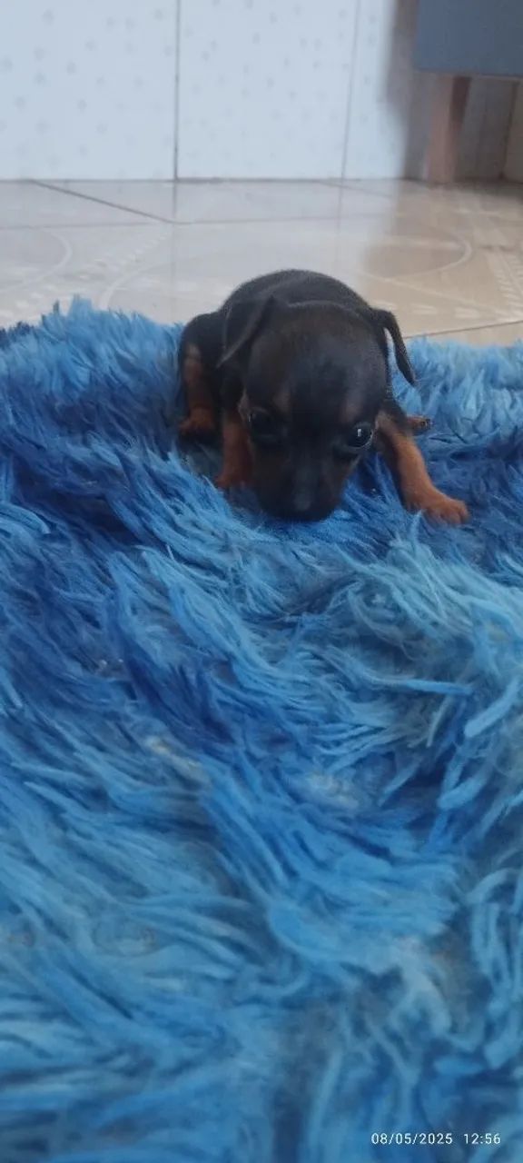 Filhote de Pinscher Miniatura - Foto 4