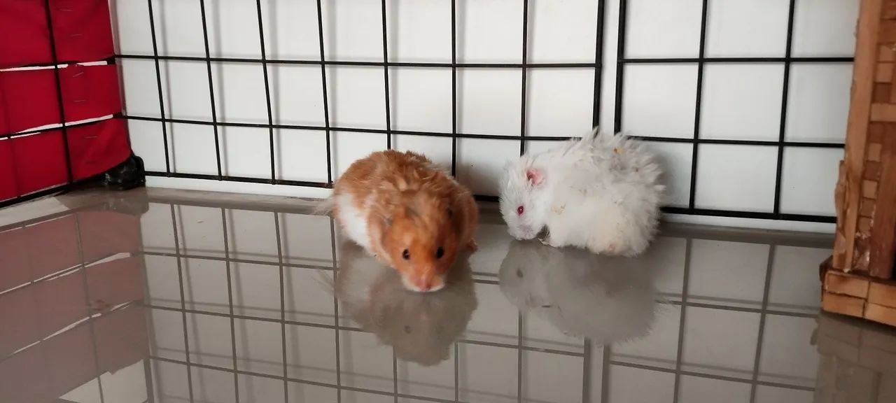 Criatório Roedores e Cia (hamster sírio e sírio angorá) - Foto 4