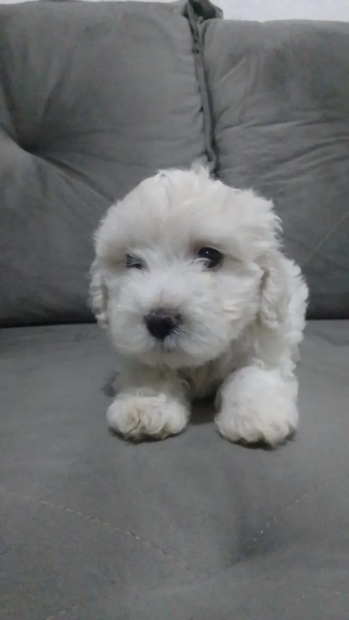 Filhotes de poodle raça pura