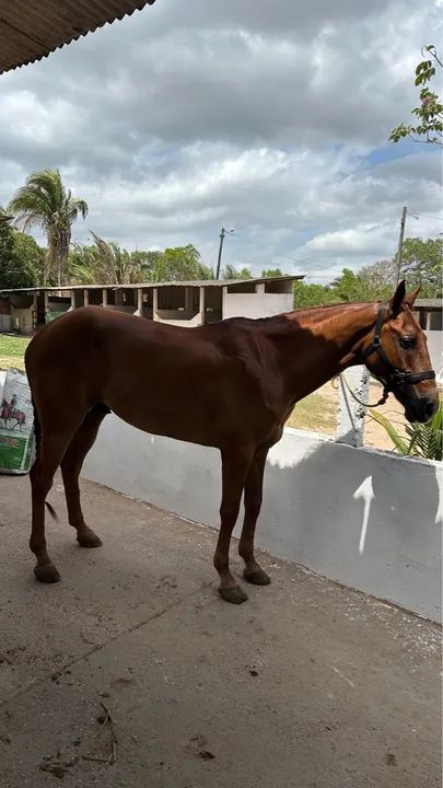 Cavalos de vaquejada  - Foto 2