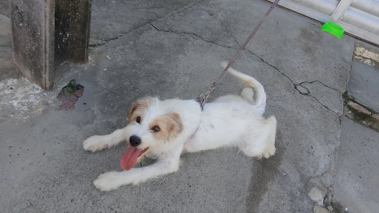 Cachorro disponível para adoção
