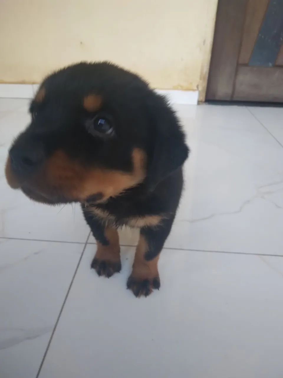 Rottweiler fêmea  - Foto 3