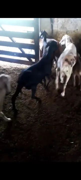 Carneiros em Nerópolis  - Foto 2