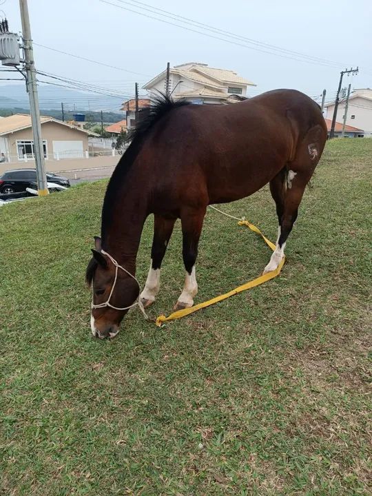 Cavalo Crioulo  - Foto 4