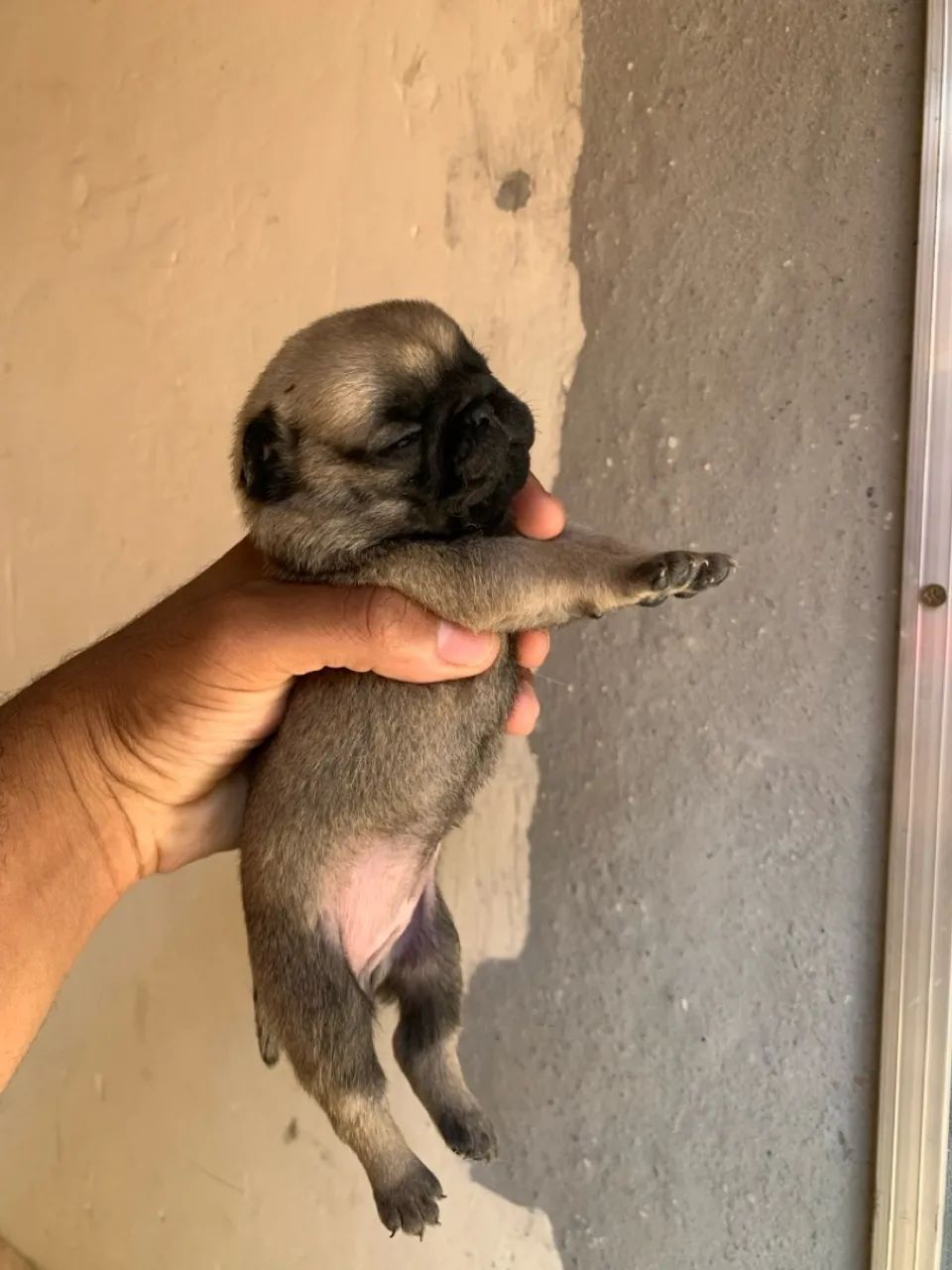 Filhotes de pug - Foto 5