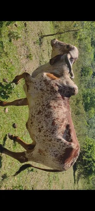 Vaca gir registrada  - Foto 2