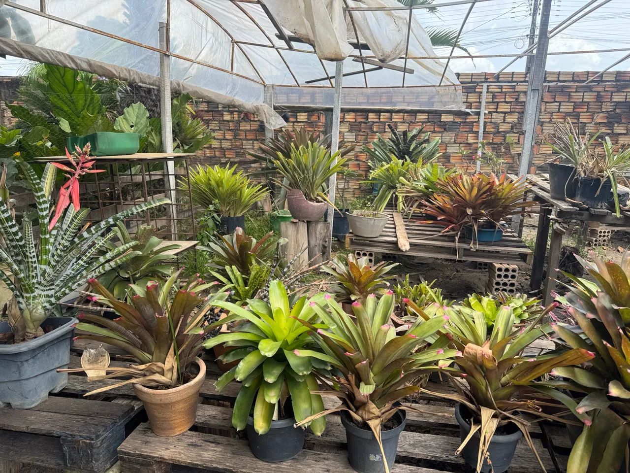 Plantas64294099085699120