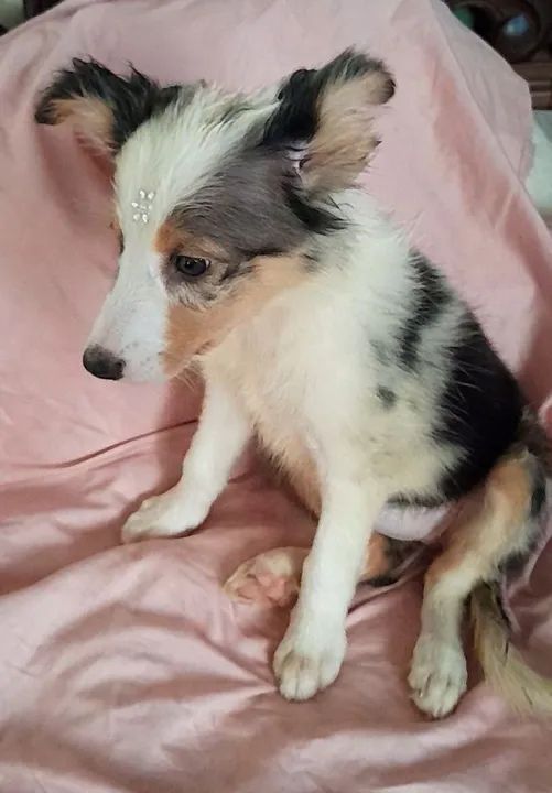 Border Collie filhote - Foto 3