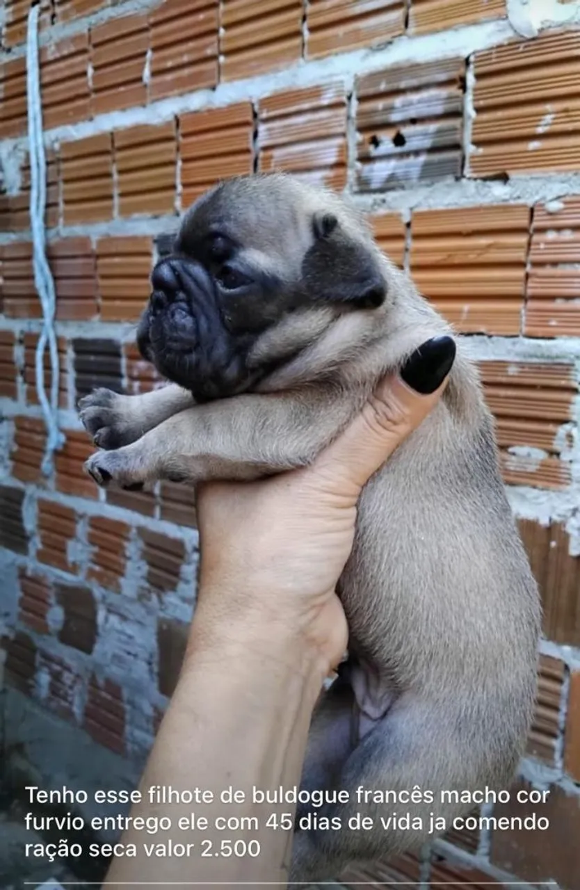 Filhote de Bulldog Francês Macho Furvio