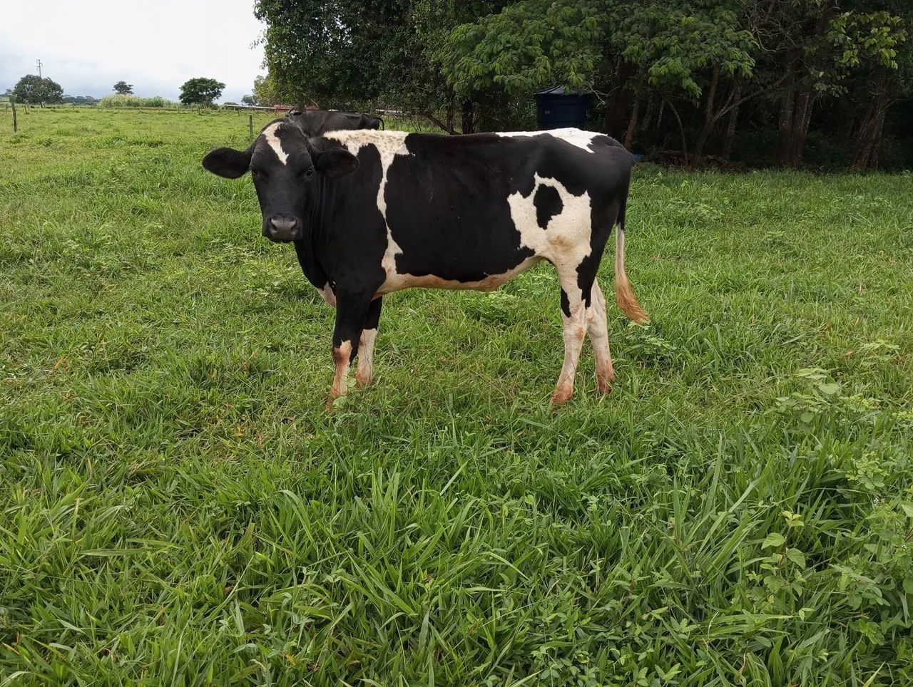 Vacas e Novilhas de leite - Passo Cartão  - Foto 4