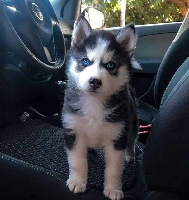 Husky Siberiano Machos Lindos