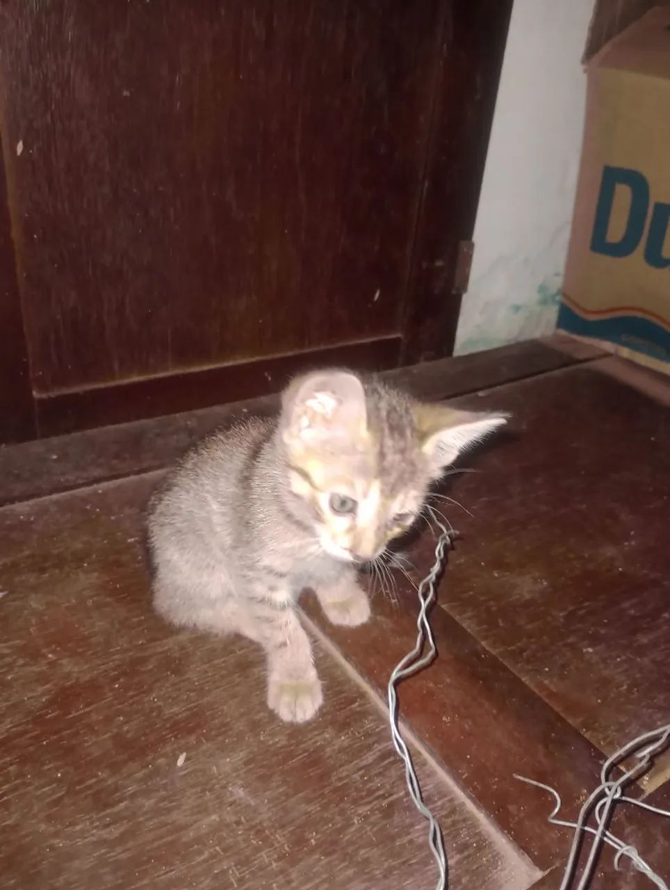 Gatinho Filhote Para Adoção - Foto 3