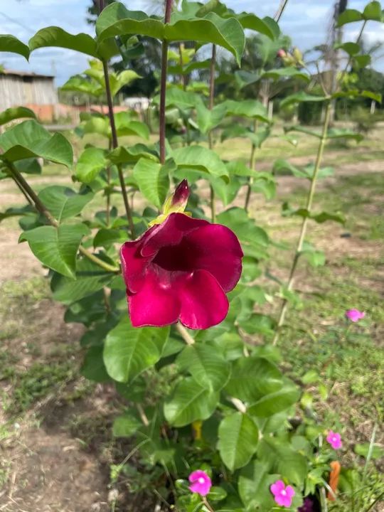 Mudas de plantas  - Foto 6