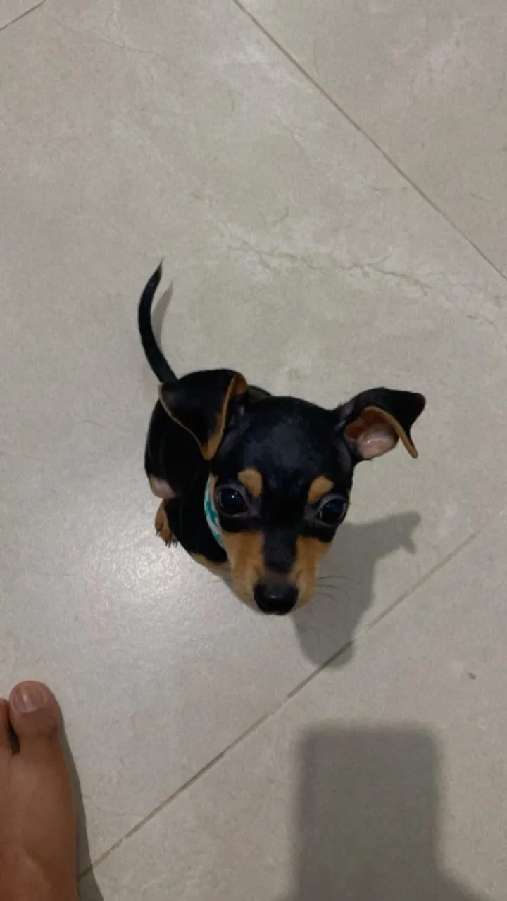 Pet