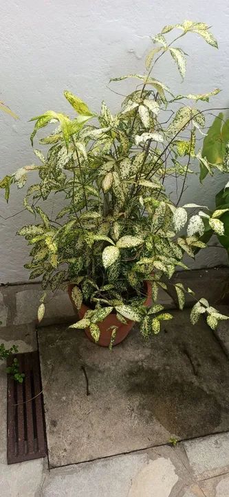 Planta Variegata em Vaso