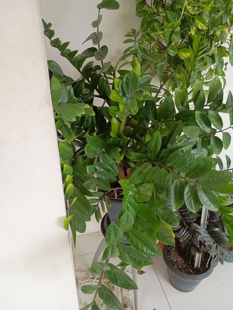 Vende se planta
