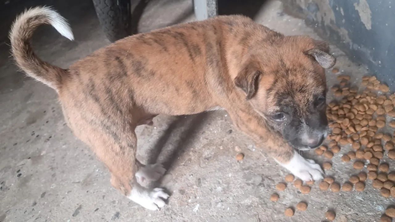 DOA-SE FILHOTE DE CACHORRO